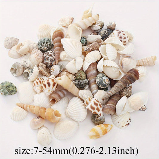100 g Natural Scallop Seashells & Conch Shells
