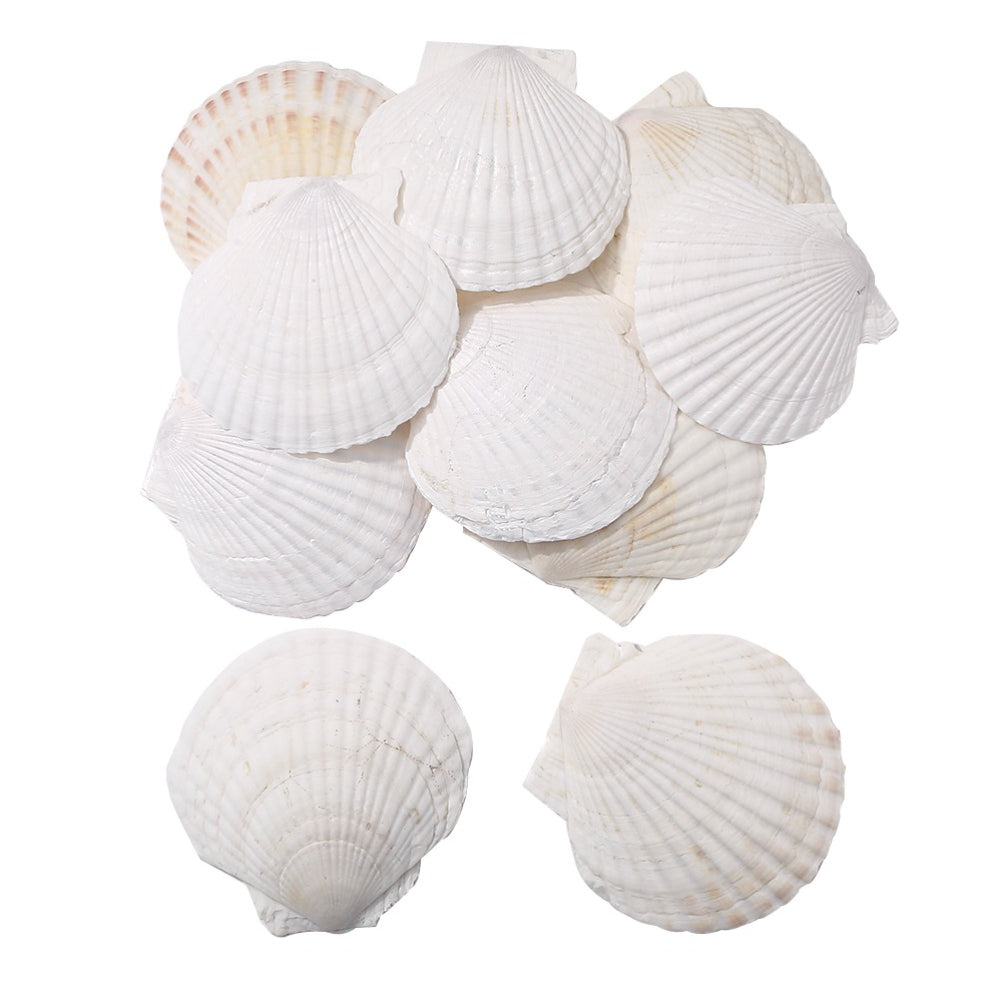 Natural Seashell and Starfish Mix
