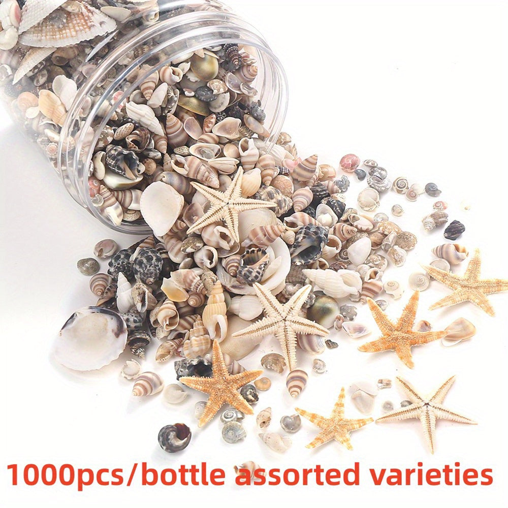 740-1000 pcs Mini Natural Seashells