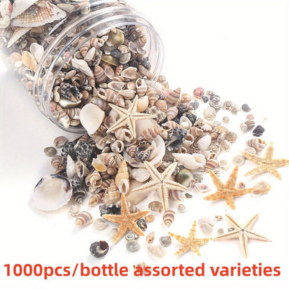 740-1000 pcs Mini Natural Seashells