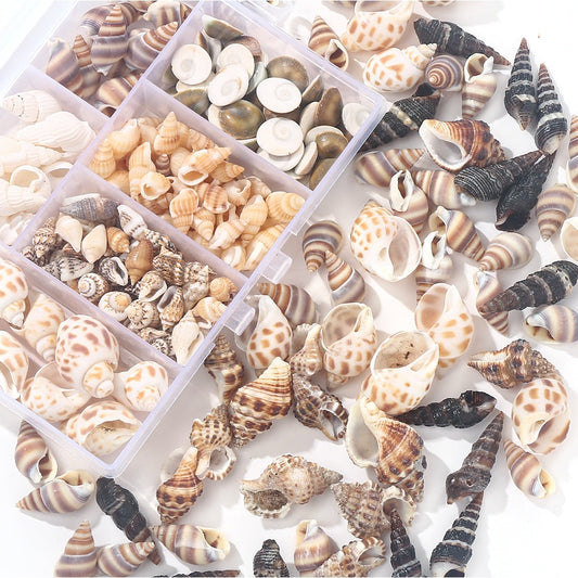 Natural Spiral Seashells for Crafts and Decoration