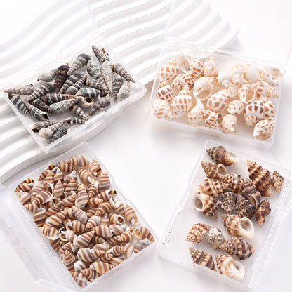 Natural Spiral Seashells for Crafts and Decoration