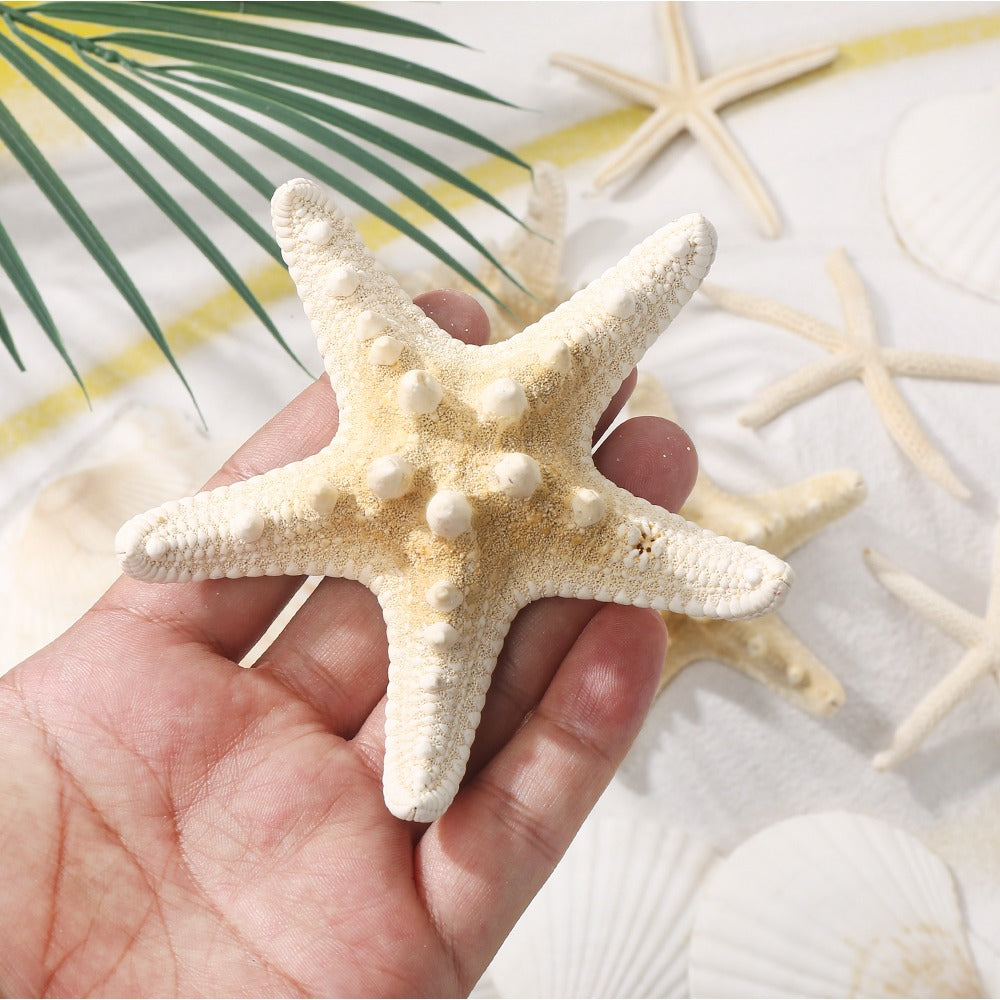 Natural Seashell and Starfish Mix