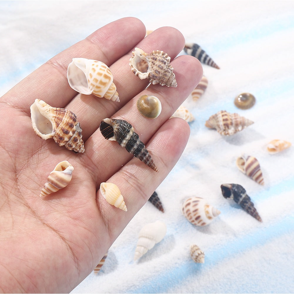 Natural Spiral Seashells for Crafts and Decoration