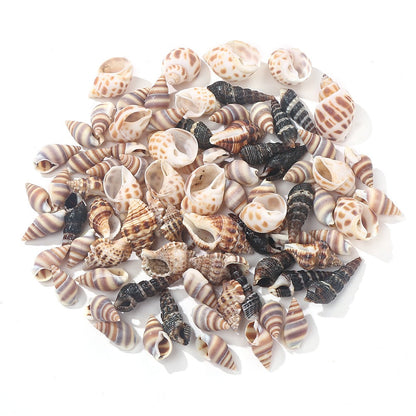 Natural Spiral Seashells for Crafts and Decoration