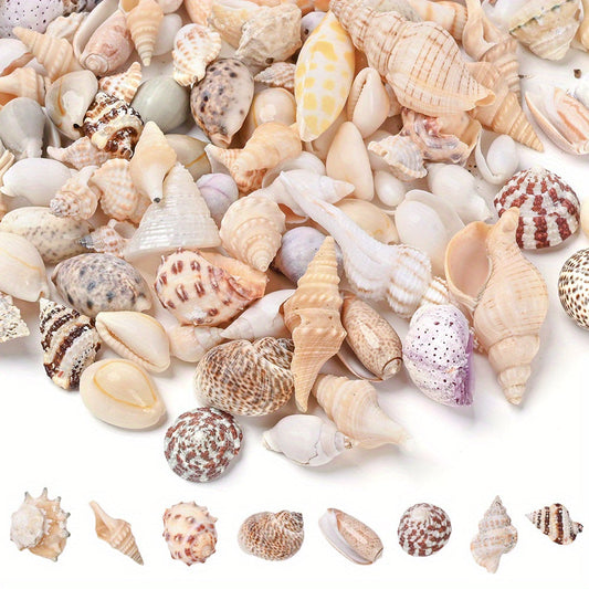 Ocean Series Shell Conch Beads