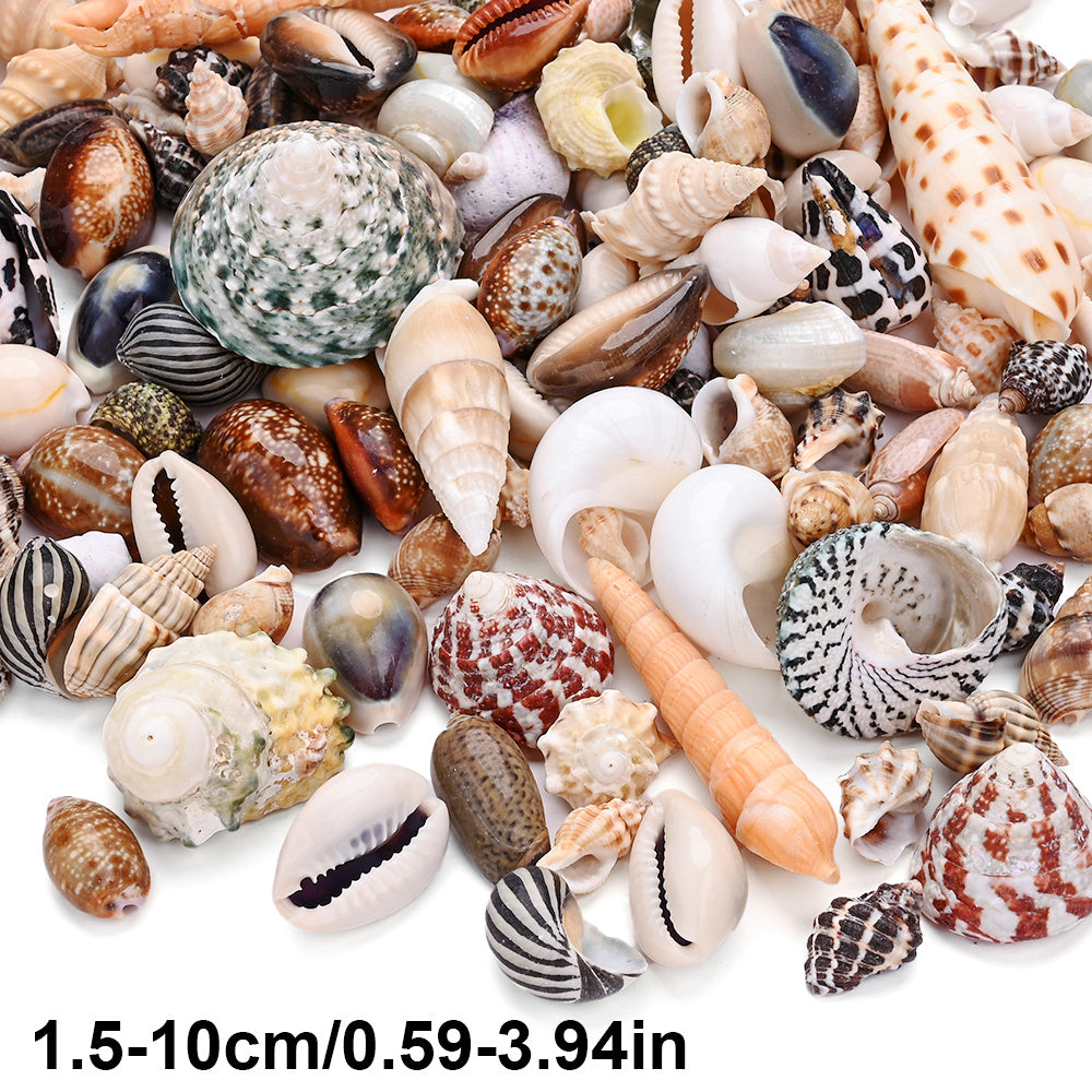 100g/Box Mixed Decorative Shell Set