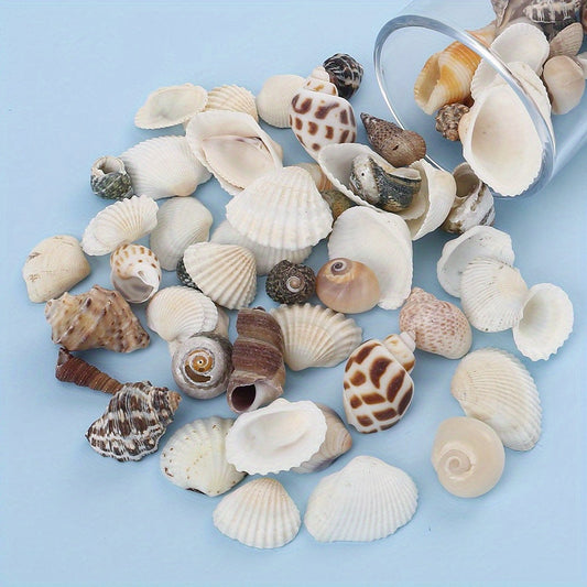 100 g Natural Scallop Seashells & Conch Shells