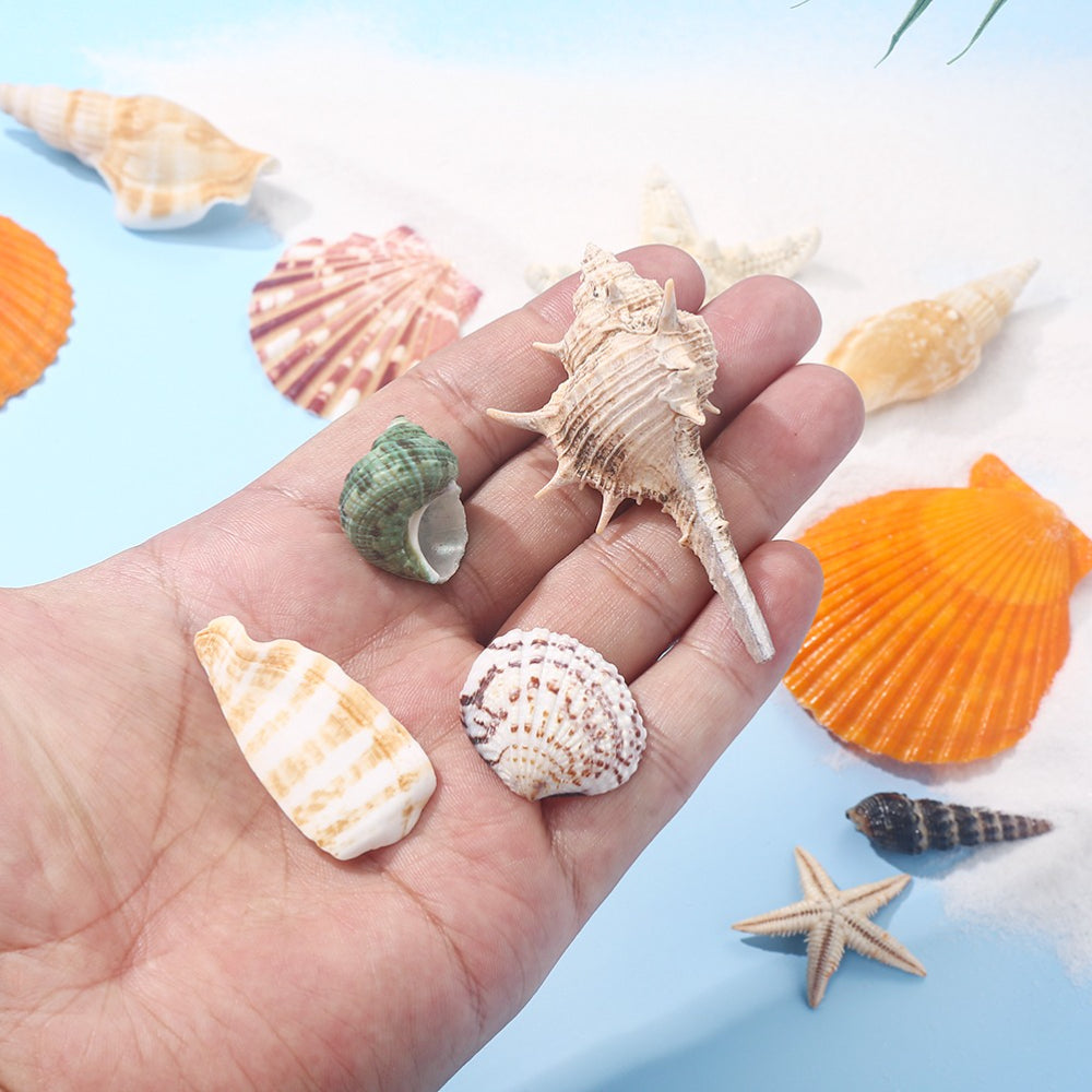 Natural Mixed Seashell and Starfish Set
