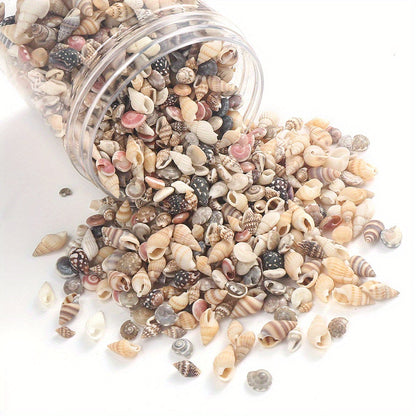 740-1000 pcs Mini Natural Seashells